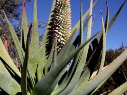 Aloe speciosa young inflorescence